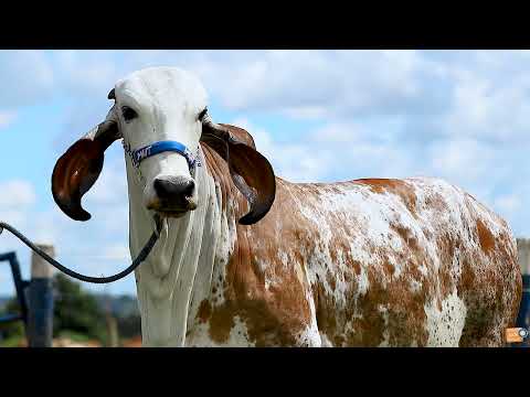 Lote 21 - MUT 5971