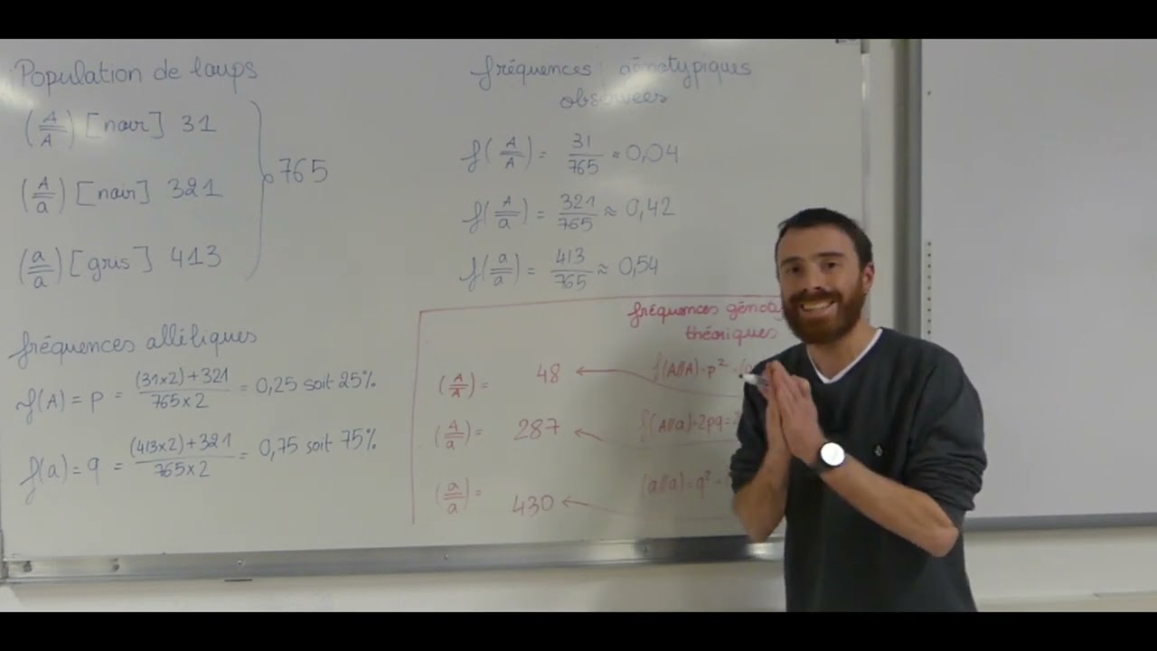 Modèle de Hardy Weinberg et exercice d'application - Terminale Enseignement scientifique