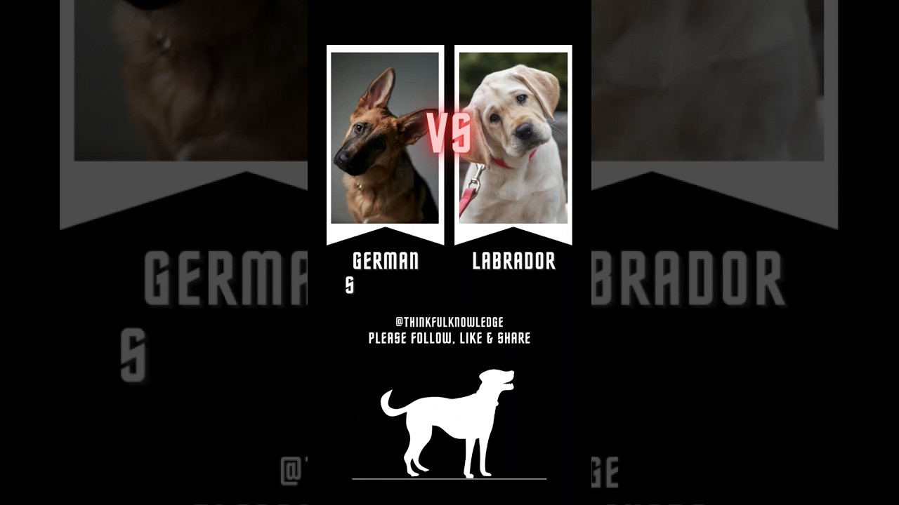 German Shepherd vs Labrador Retriever Comparison