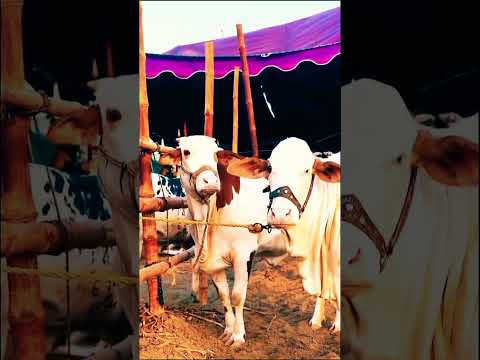 kiya kiya Hogy🥹🥺#newvideo #cow #bull
