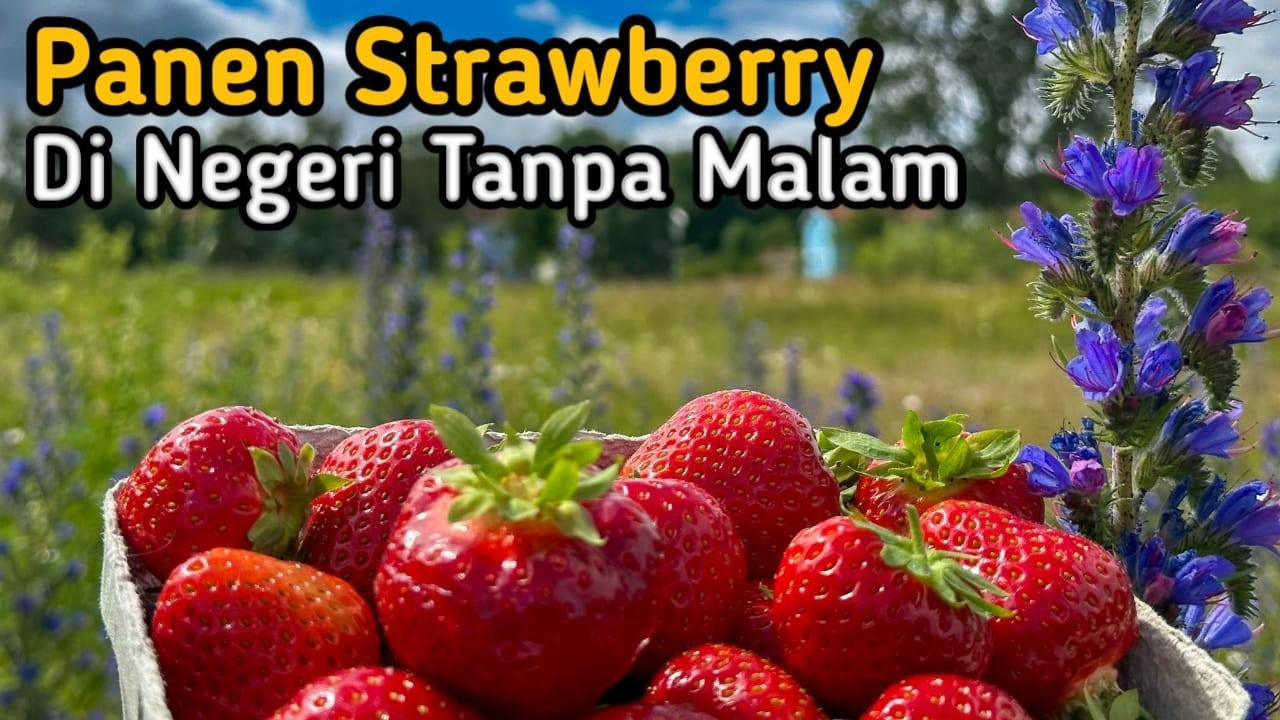 Panen Strawberry di Negeri Tanpa Malam 