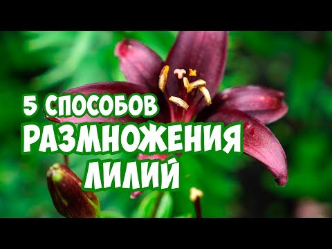 Видео: Размножение цветочных луковиц