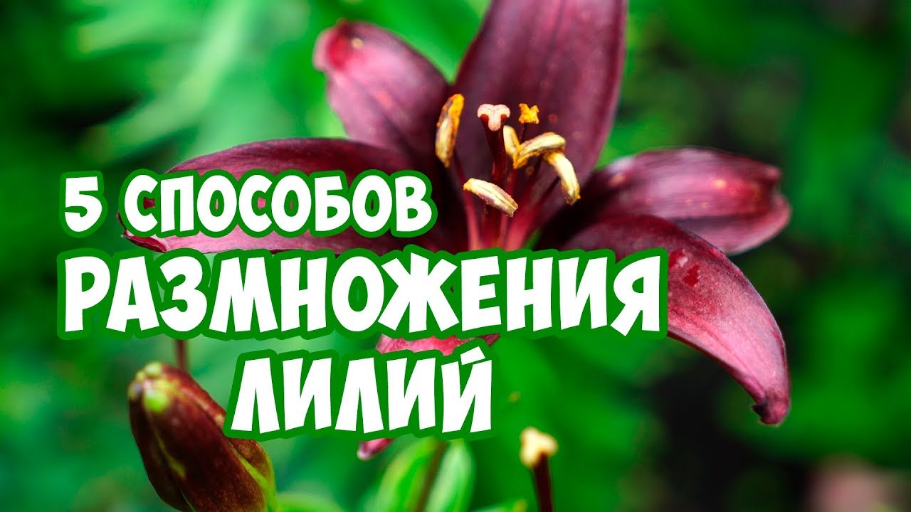 Размножение Лилий 🌸 5 Способов Посадки луковиц 🌺 Выращивание лилий