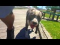 Long Island Dog Trainer: Pitbull with Amazing Obedience: Best Pitbull Trainers in New York Long Island Dog Trainer: Pitbull with Amazing Obedience: Best Pitbull Trainers in New York