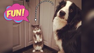 Приколы С Животными 🐱🐶 Смешные Коты, Смешные Собаки, Приколы С Котами, Приколы С Собаками #4