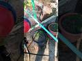 stroberi fruit tree #shorts # re