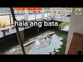 Crocodile in Opol  