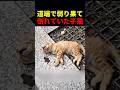 道端で弱り果て倒れていた子猫 #動物 #ペット #かわいい #癒し #animals #猫 #子猫