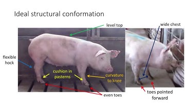Evaluating replacement gilts for feet and leg soundness