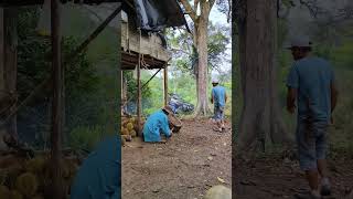 Nunggu Durian Jatuhan