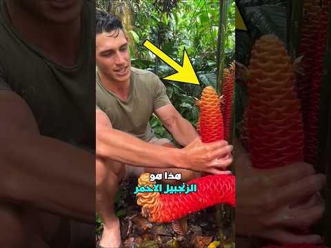 الزنجبيل الأحمر شامبو طبيعي لا ينفد
