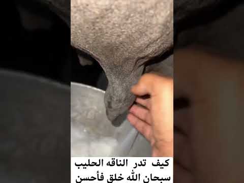 الناقة كيف تدر الحليب