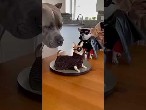 pet's 😱#pets #petlover #pet #tranding #funny #comedyshorts #funnyvideo #funnyshorts #comedyvideo
