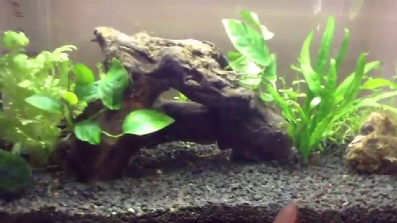 Aquascaping for beginners: Fish and plant update  YouTube