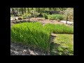 Mais säen im Garten