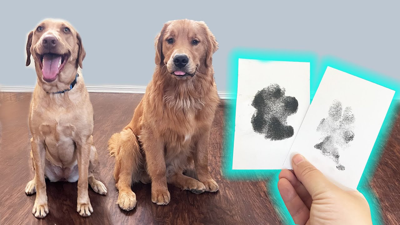 The Best Way To Get Your Dog's Paw Print!!! - YouTube