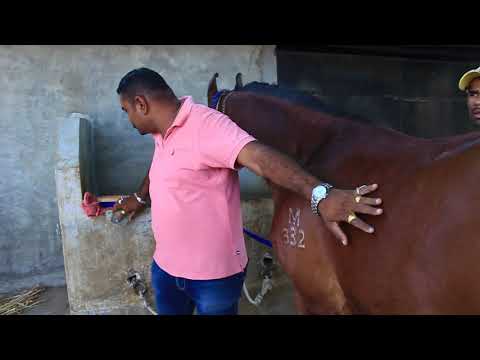 how to care horse