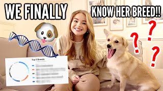 We finally found out Pinky's breed!!! Rescue Dog DNA Test RESULTS!