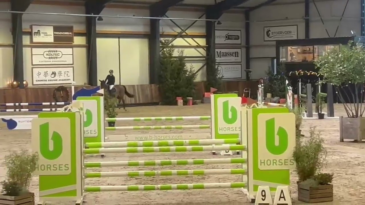 5 y old mare by Jappeloup ( Comme Il Faut ) x Numero Uno  