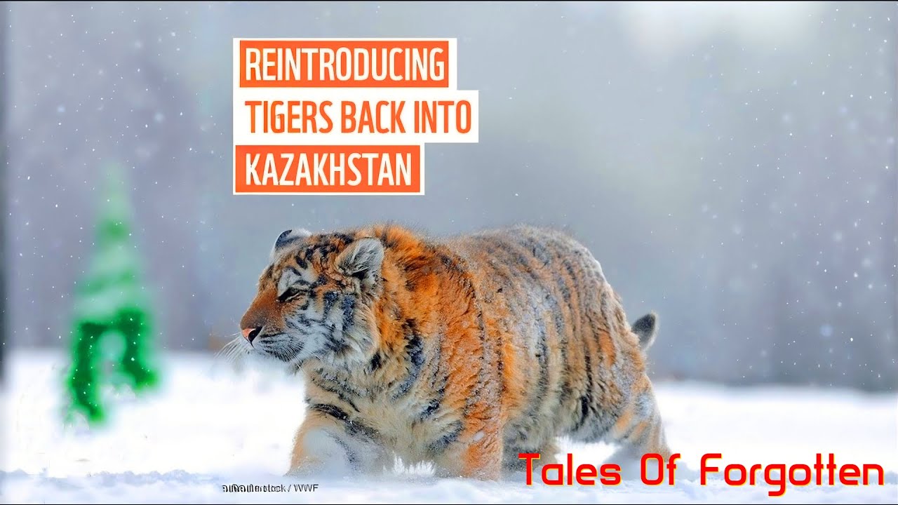 Return of the Tiger || Caspian Tiger