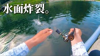 トップウォーターで釣る時は今！どんなタイミング？【エリアトラウト】【ラトリンポッピンバグ】
