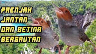Download lagu Pancingan Prenjak Jantan Dan Betina Gacor Dor..!! mp3