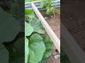 2025 garden / update