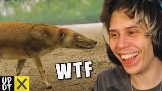 RUBIUS reacciona a CURIOSIDADES de Un Poco de TODO y XpressTV