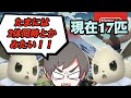 色違い厳選！（現在17匹）アプデで地獄だけどイーブイが好きすぎるので色違いイーブイ1BOX 埋める配信 45日目【Pokémon LEGENDS アルセウス】