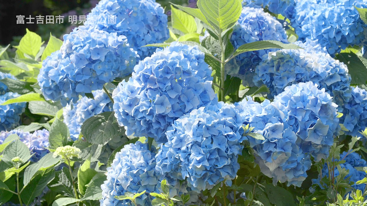 富士吉田市明見湖公園 富士と紫陽花 Youtube