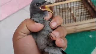 If your baby grey Srigunting has trouble feeding itself and is thin, here's how...