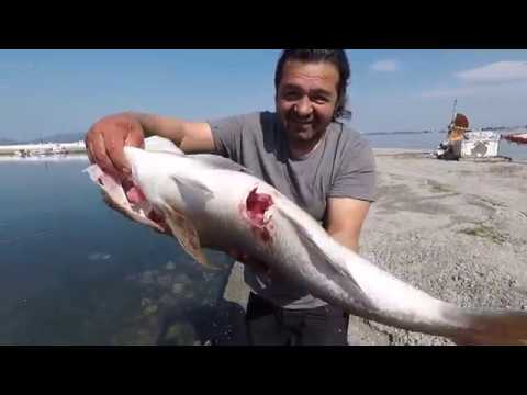 Βίντεο: Λίπασμα ψαριών για φυτά – Πότε και πώς να εφαρμόσετε το λίπασμα γαλακτώματος ψαριών