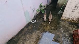 khế Thúi vlog 35(khế và Nhọn dầm mưa)