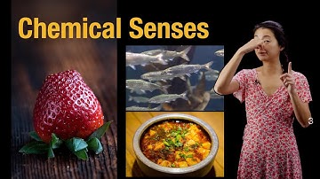 The Chemical Senses: Taste and Smell