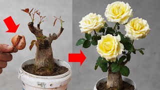 The Secret To Easily Grafting Rose Eyes Helps Us Have Beautiful Flower Pots by DIY Garden World 3,595 views 1 month ago 10 minutes, 57 seconds