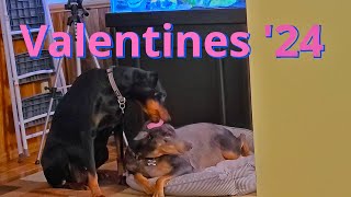 My dogs are breaking up for Valentines day lol