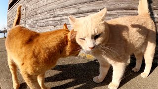 仲良し濃淡茶トラ猫コンビが冬の晴れ間にお出掛けする