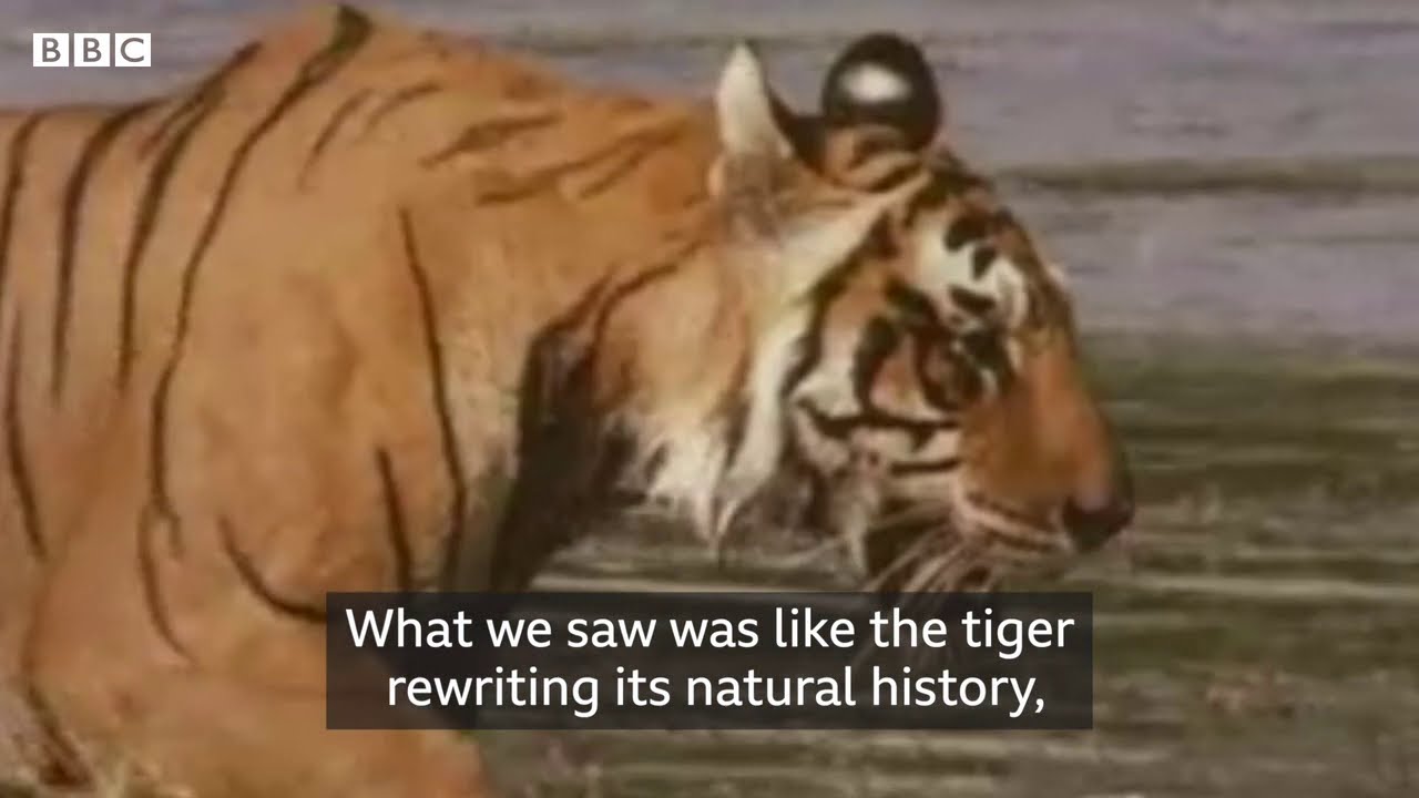 Saving India's tigers from extinction - YouTube