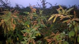 Farmer taking toor crop cultivation or pigeon peas (Toor) crop in india