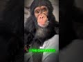 Top 5 Animals Smarter Than Humans 😳🧠
