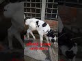 #duet #dairyherd #dairyfarming #animals