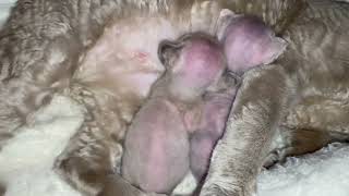 New born Devon Rex kittens are eating from mummy