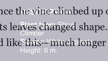 Mysterious Plant! (Boquila Trifoliolata)