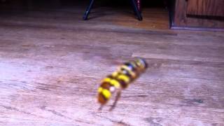 Yellowjacket Hover Fly - Муха журчалка (Сирф) [Milesia virginiensis] |NC|