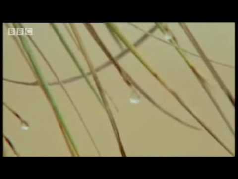 【好發明】非洲大陸的福音～晨露收集器