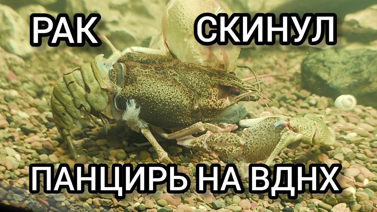 РАК ПОЛИНЯЛ НА ВЫСТАВКЕ ОХОТА И РЫБОЛОВСТВО 2026