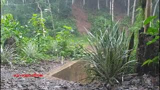 hujan gerimis-lusiana safara