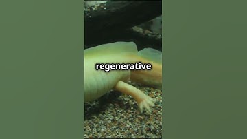 Meet the Axolotl: The Adorable Salamander That Can Regenerate Limbs! #adventure