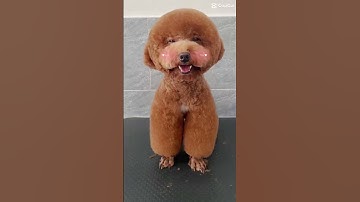 CoCa giả vờ đi spa để biến hình tại Chocohome - Tiệm làm đẹp thú cưng #cattialongthucung #spathucung