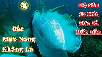 Bắt Mực Nang Khổng Lồ Ở Độ Sâu 15 Mét | Cực Kì Hấp Dẫn | catch giant squid